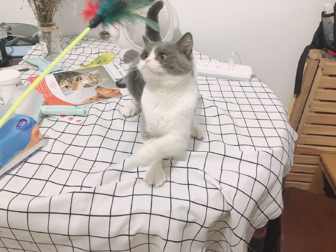 猫图片|宠物猫|猫咪|