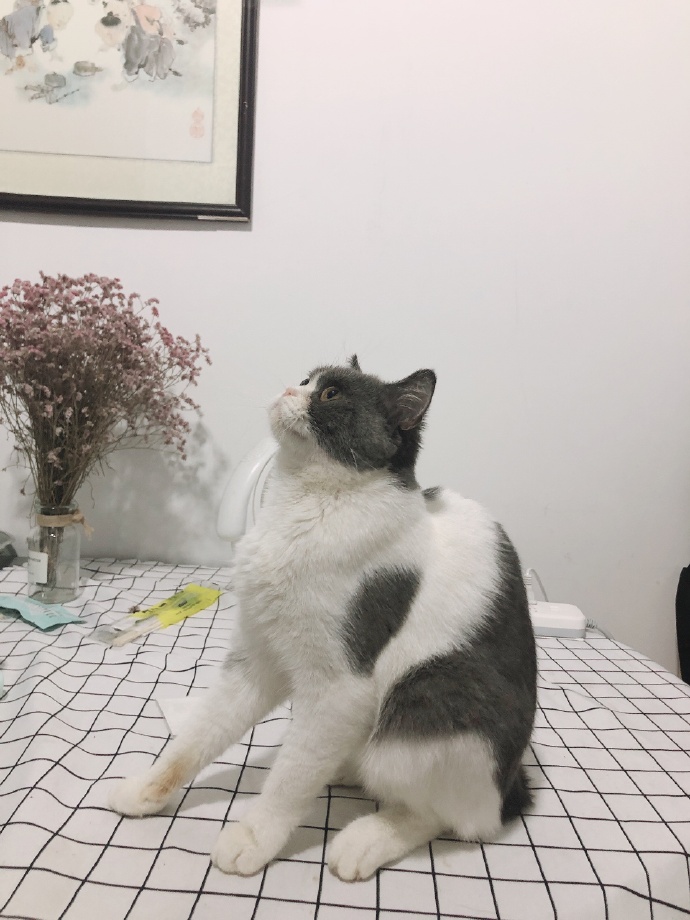 猫图片|宠物猫|猫咪|