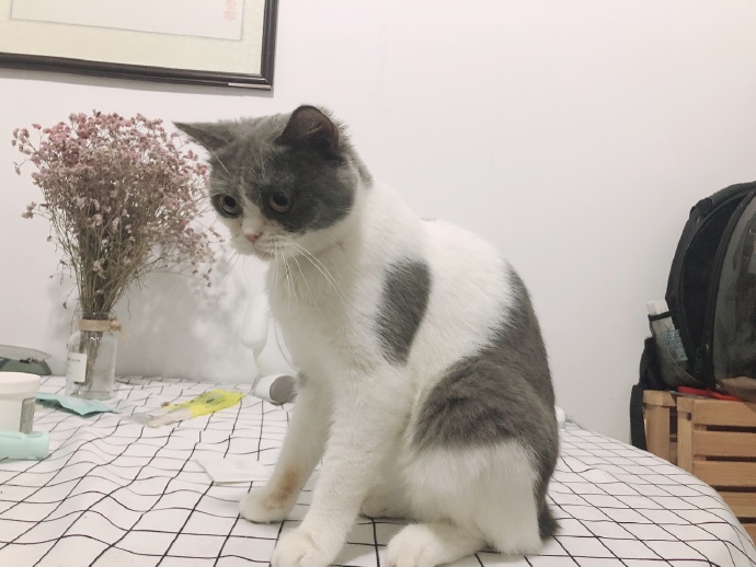 猫图片|宠物猫|猫咪|