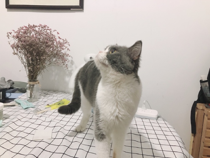 猫图片|宠物猫|猫咪|