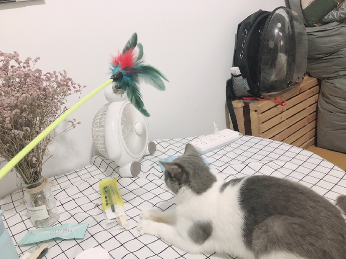 猫图片|宠物猫|猫咪|