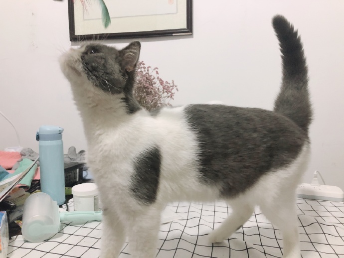 猫图片|宠物猫|猫咪|