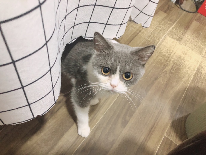 猫图片|宠物猫|猫咪|