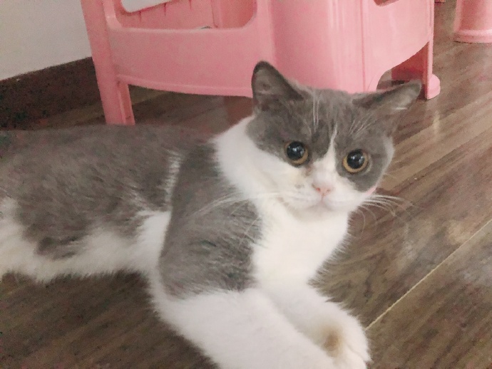 猫图片|宠物猫|猫咪|