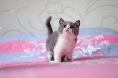 猫图片|宠物猫|猫咪|