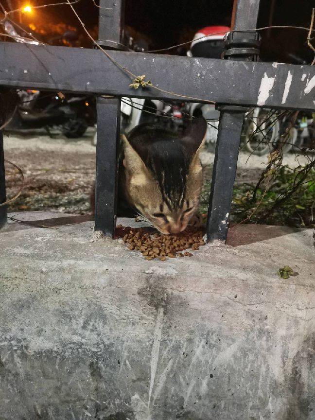 猫图片|宠物猫|猫咪|