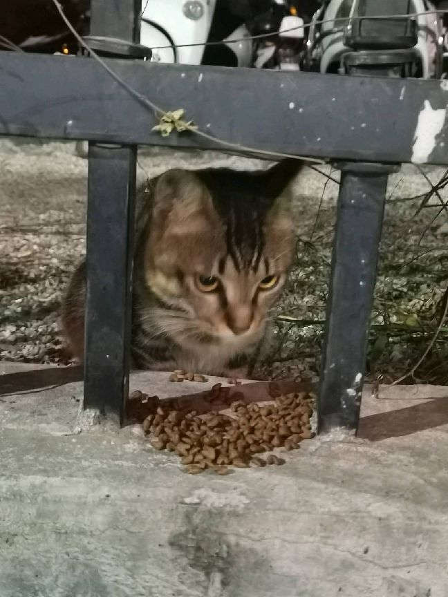 猫图片|宠物猫|猫咪|