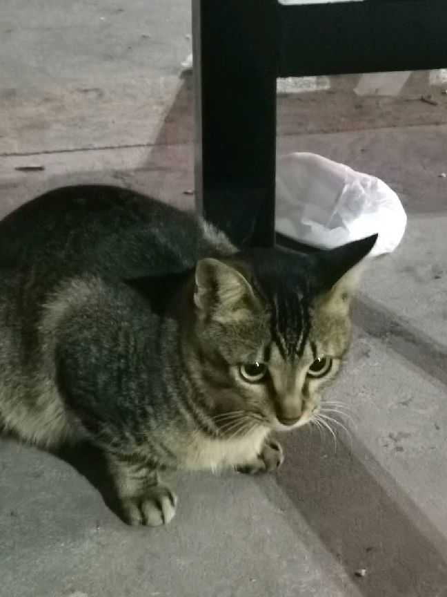 猫图片|宠物猫|猫咪|