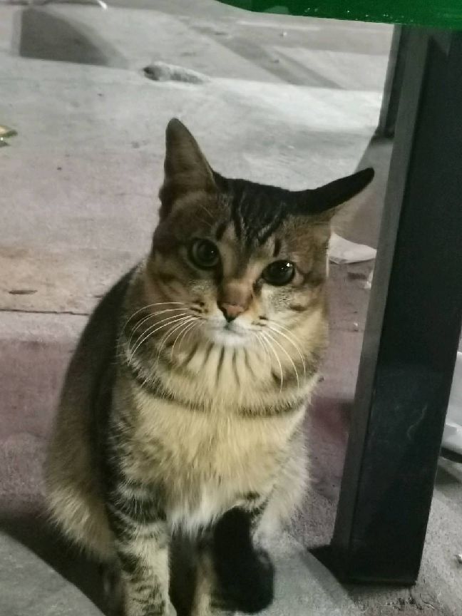 猫图片|宠物猫|猫咪|