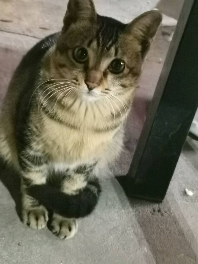 猫图片|宠物猫|猫咪|