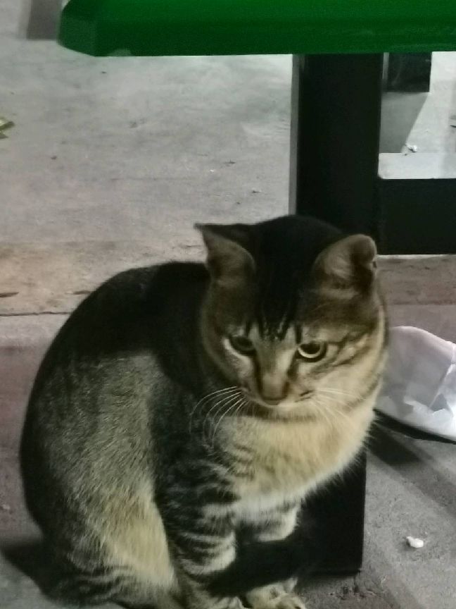 猫图片|宠物猫|猫咪|