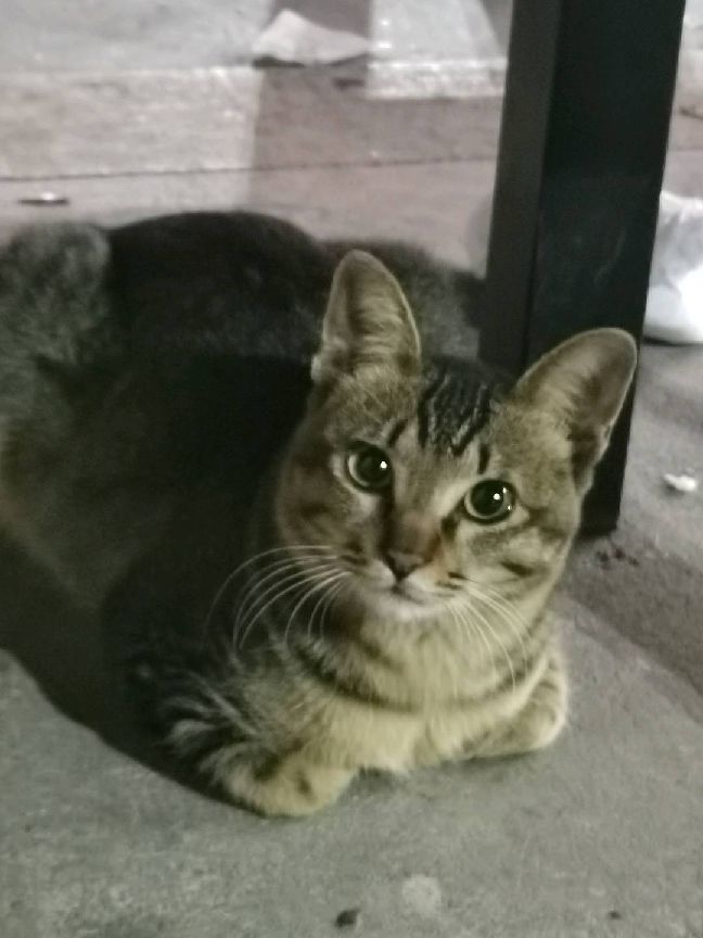 猫图片|宠物猫|猫咪|