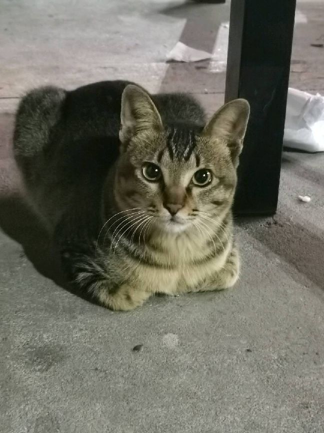 猫图片|宠物猫|猫咪|