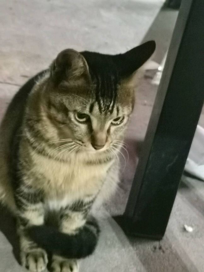 猫图片|宠物猫|猫咪|