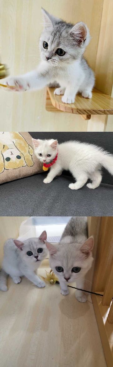 猫图片|宠物猫|猫咪|