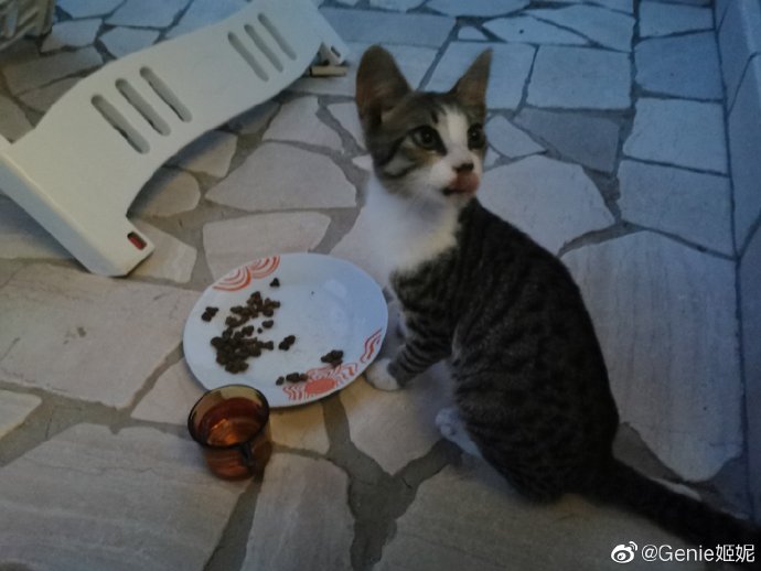 猫图片|宠物猫|猫咪|