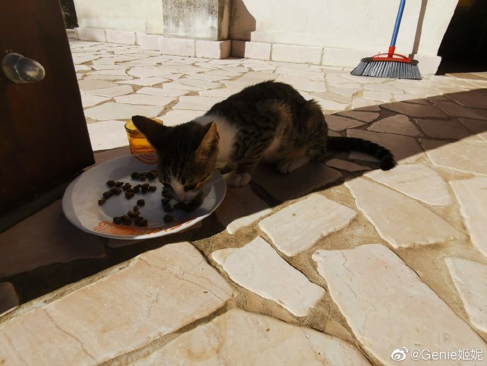 猫图片|宠物猫|猫咪|