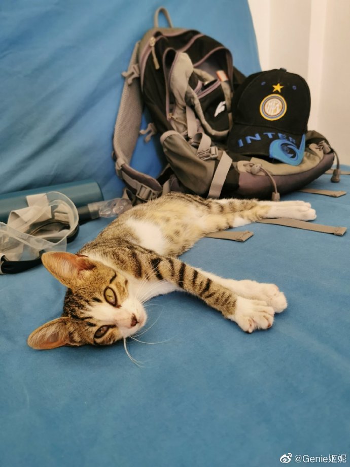 猫图片|宠物猫|猫咪|