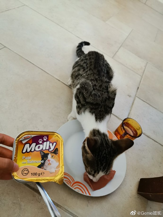 猫图片|宠物猫|猫咪|