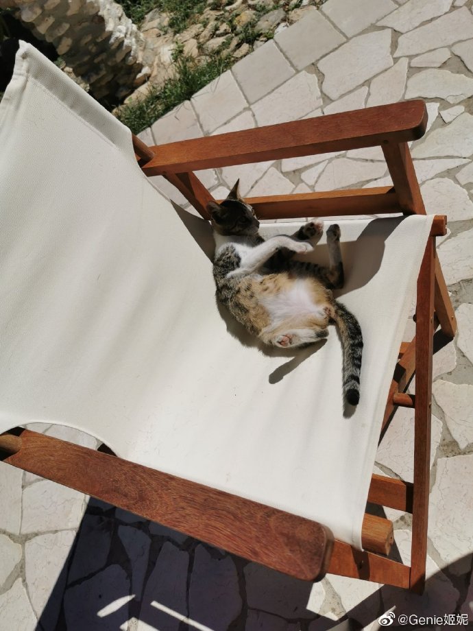 猫图片|宠物猫|猫咪|