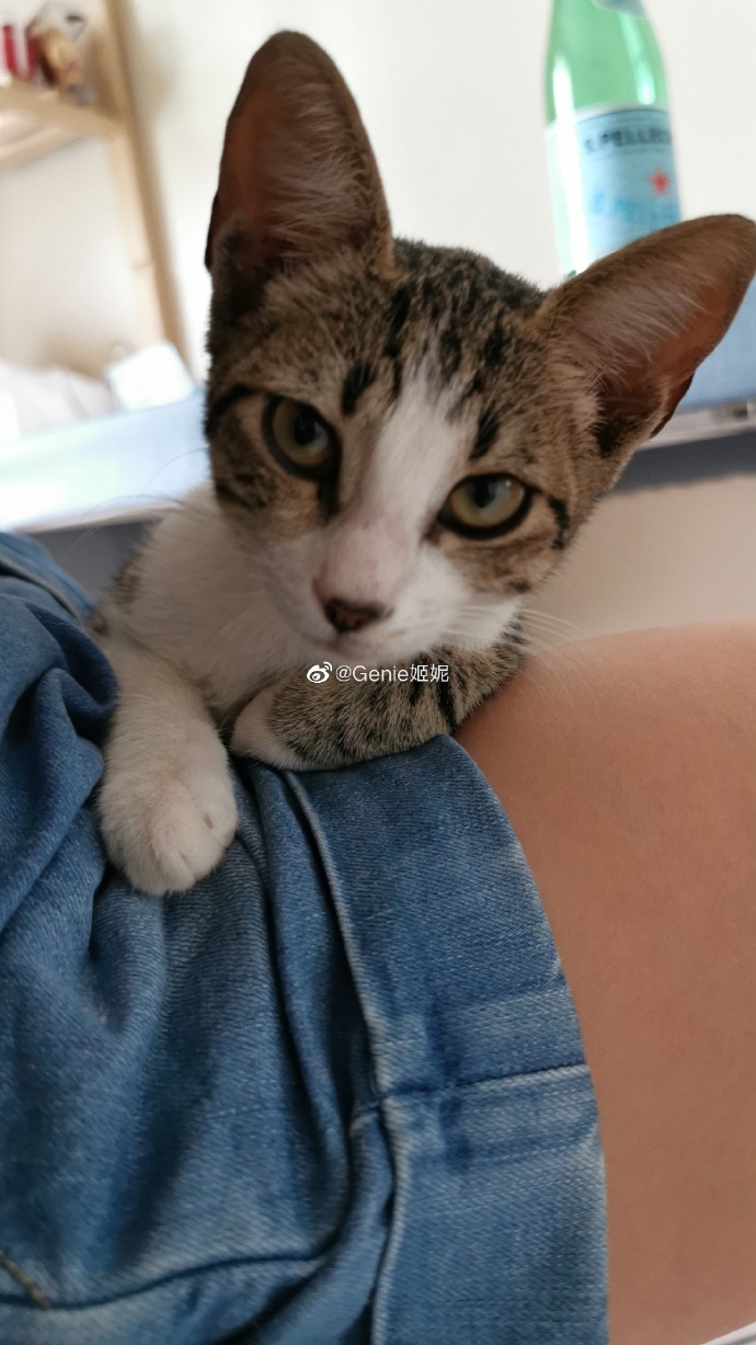 猫图片|宠物猫|猫咪|