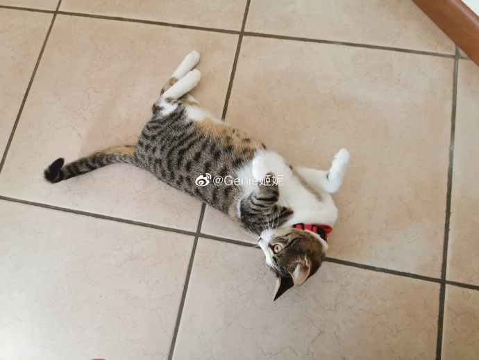 猫图片|宠物猫|猫咪|