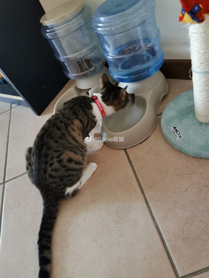 猫图片|宠物猫|猫咪|