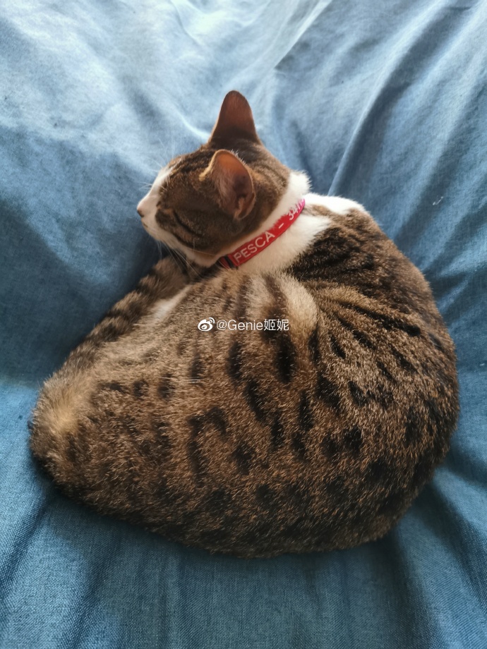 猫图片|宠物猫|猫咪|