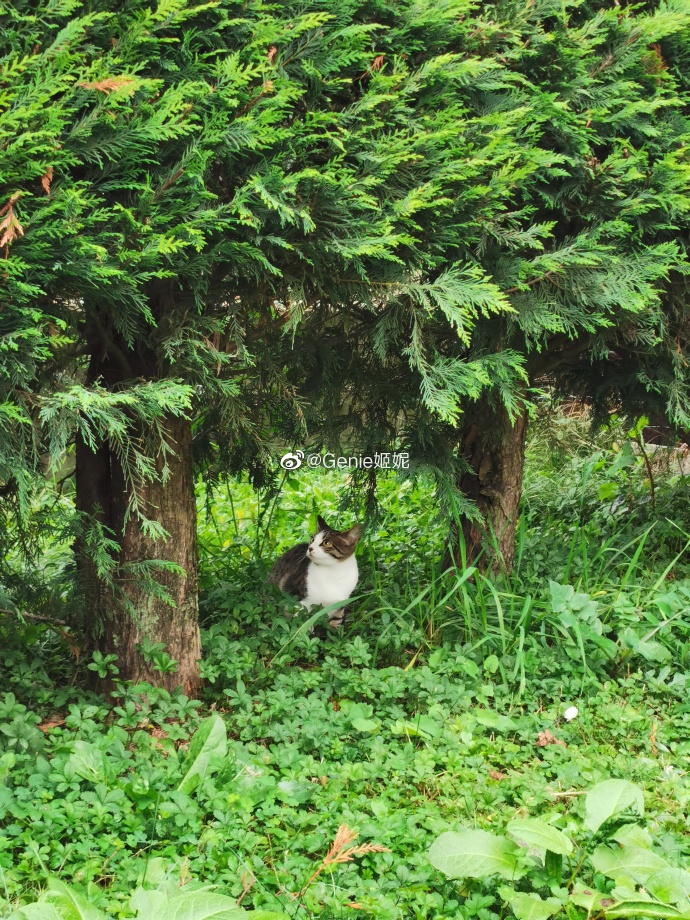 猫图片|宠物猫|猫咪|