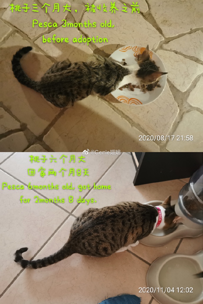 猫图片|宠物猫|猫咪|