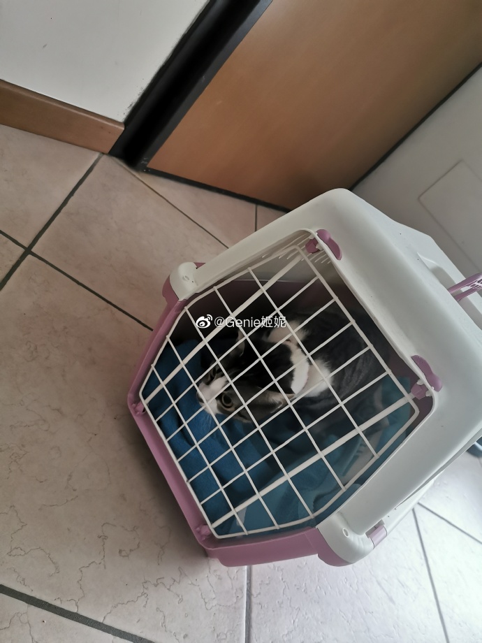 猫图片|宠物猫|猫咪|