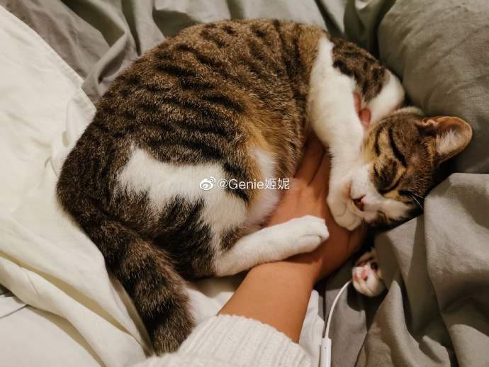 猫图片|宠物猫|猫咪|