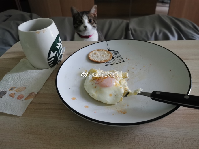 猫图片|宠物猫|猫咪|