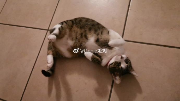 猫图片|宠物猫|猫咪|