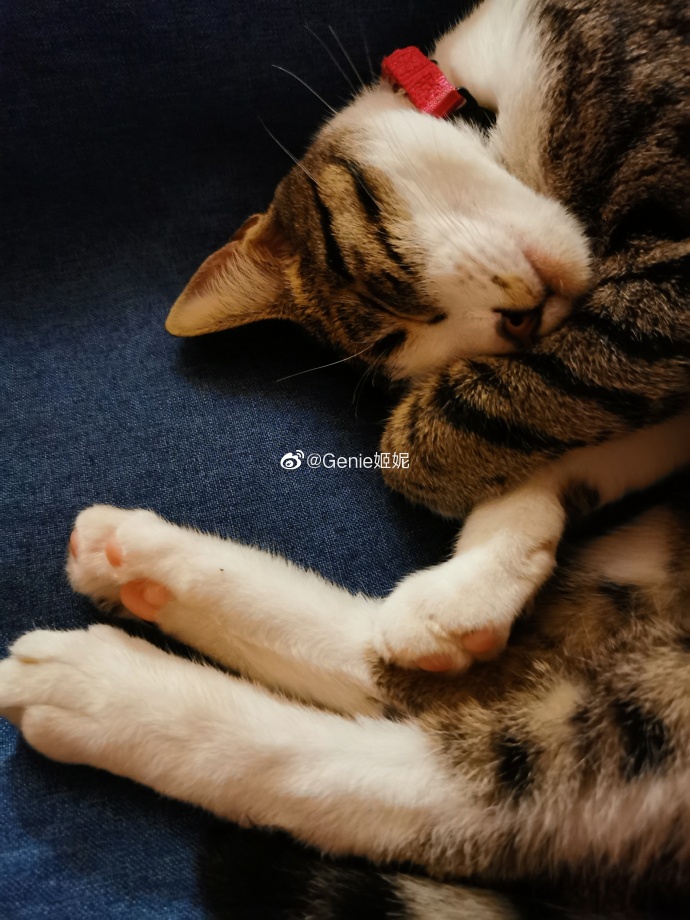 猫图片|宠物猫|猫咪|