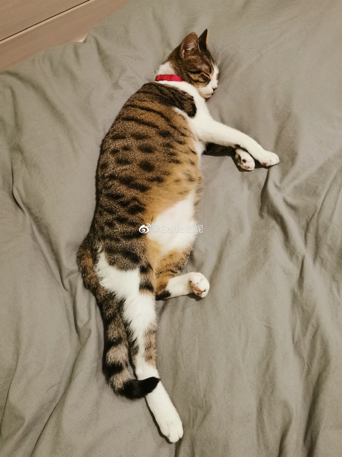 猫图片|宠物猫|猫咪|