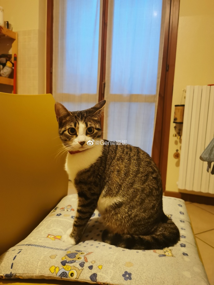 猫图片|宠物猫|猫咪|