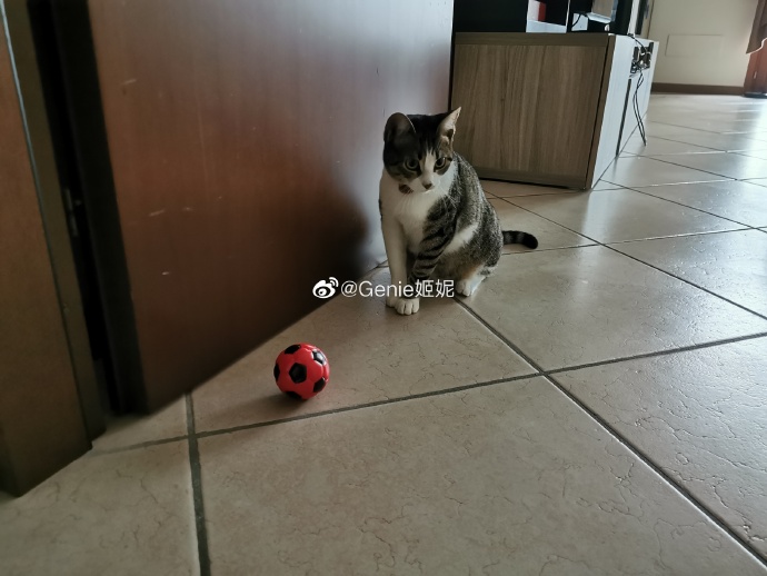 猫图片|宠物猫|猫咪|