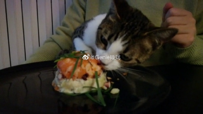 猫图片|宠物猫|猫咪|