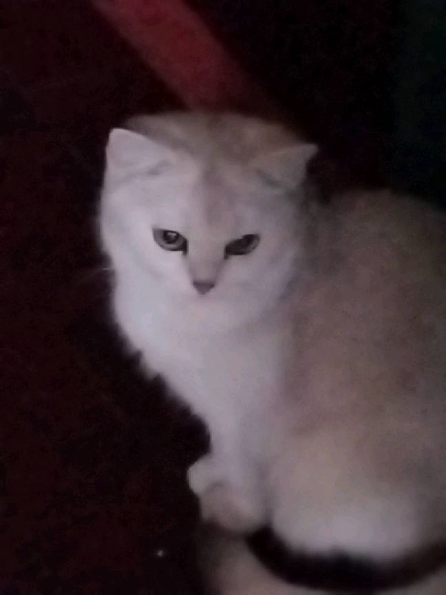 猫图片|宠物猫|猫咪|