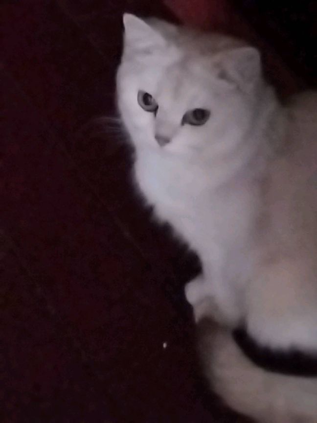 猫图片|宠物猫|猫咪|