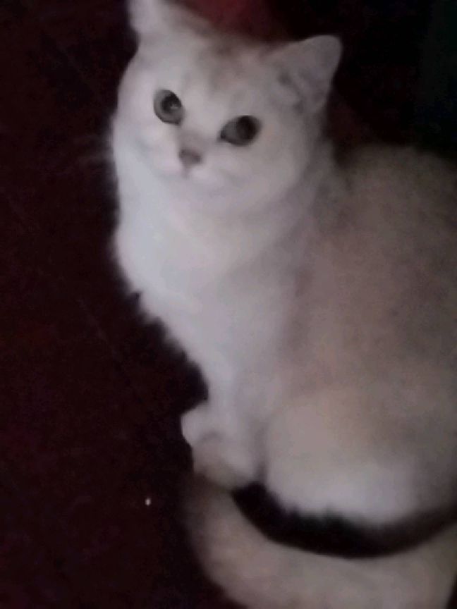 猫图片|宠物猫|猫咪|