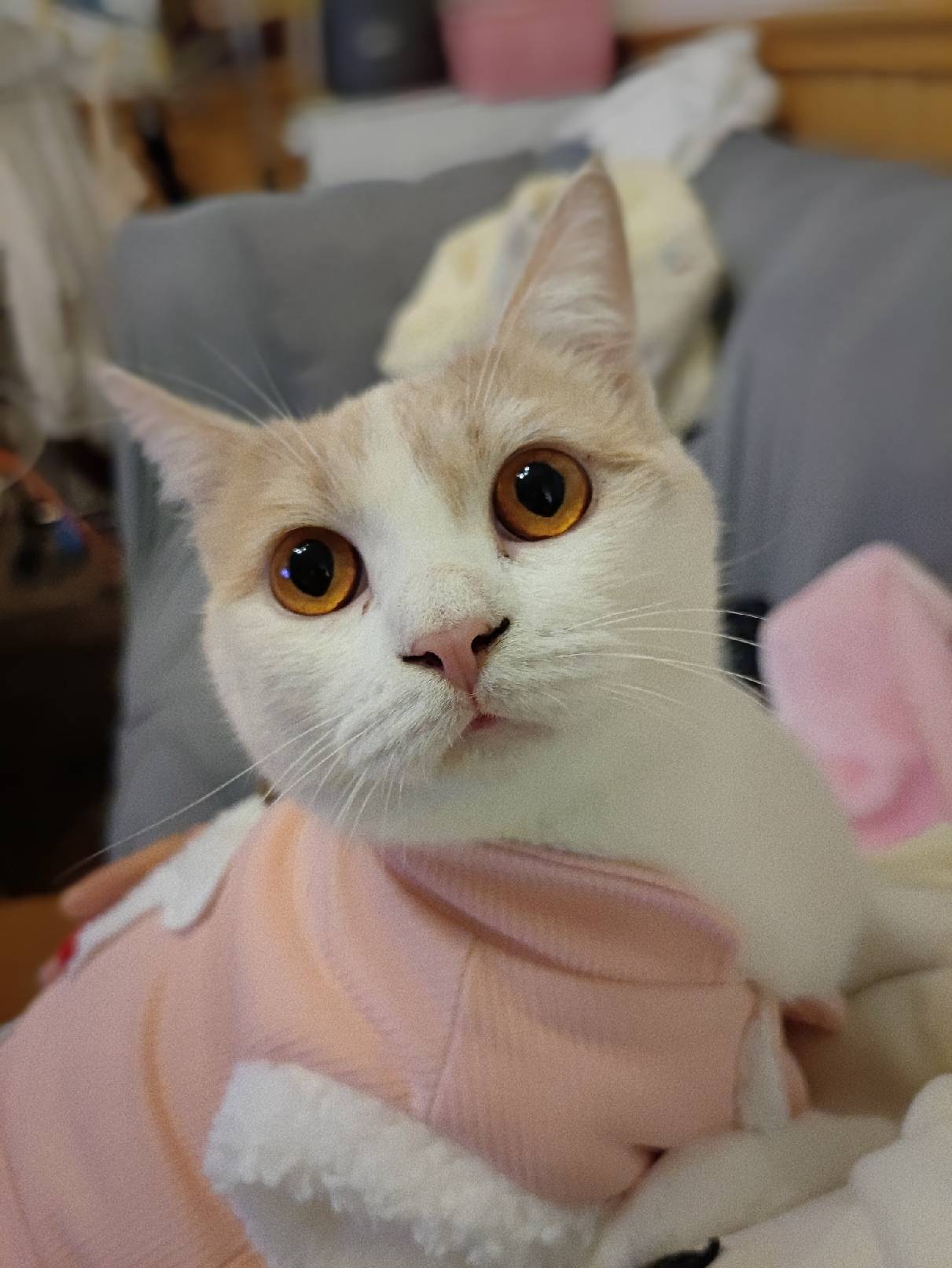 猫图片|宠物猫|猫咪|