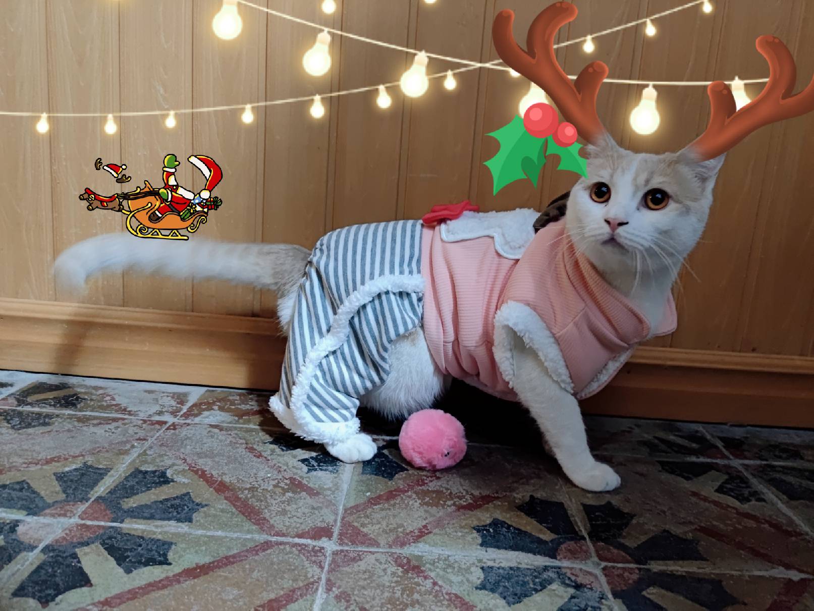 猫图片|宠物猫|猫咪|