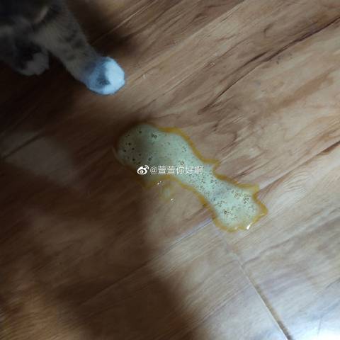 猫图片|宠物猫|猫咪|