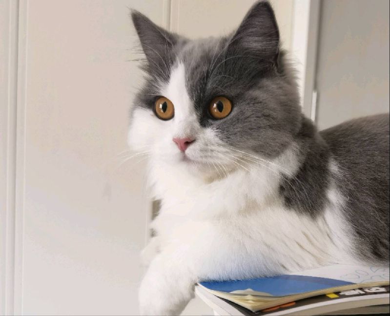 猫图片|宠物猫|猫咪|