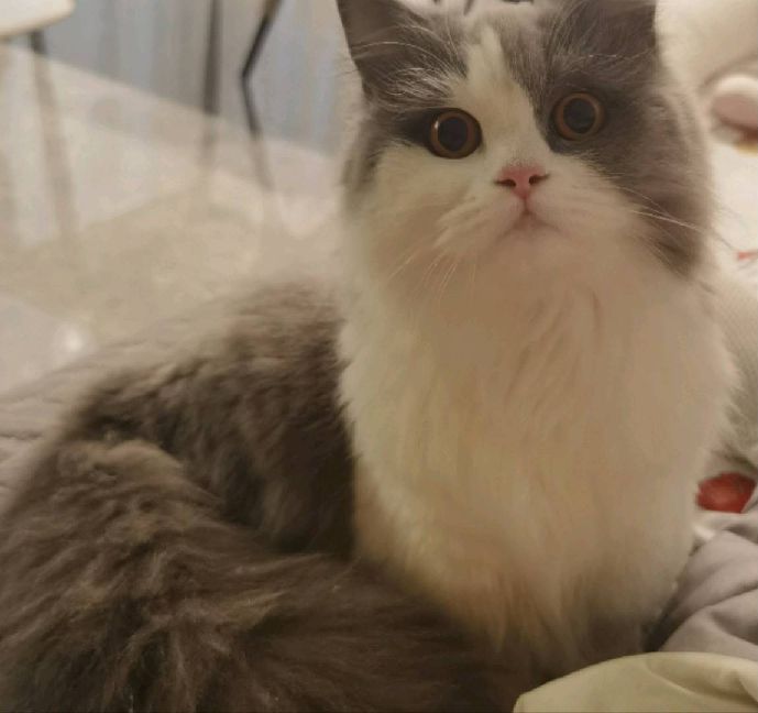 猫图片|宠物猫|猫咪|