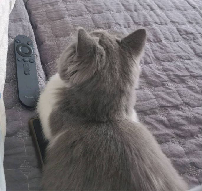 猫图片|宠物猫|猫咪|