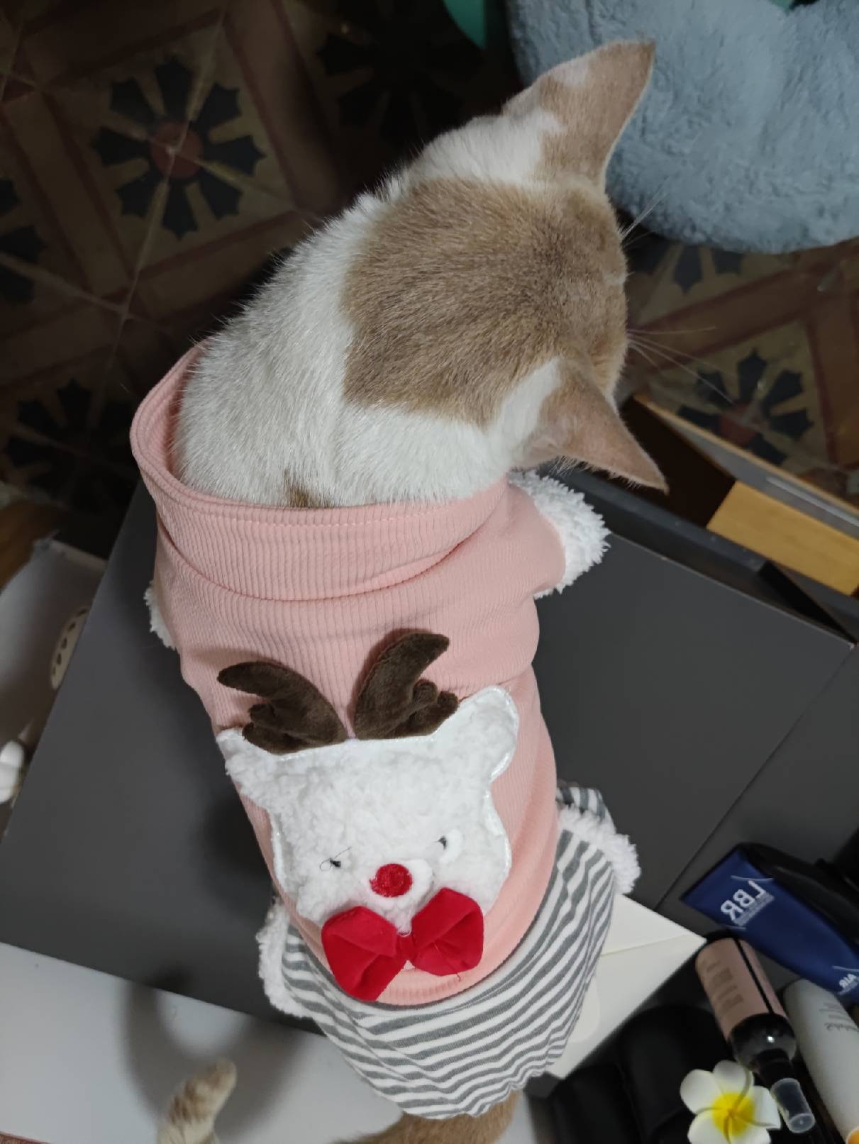 猫图片|宠物猫|猫咪|