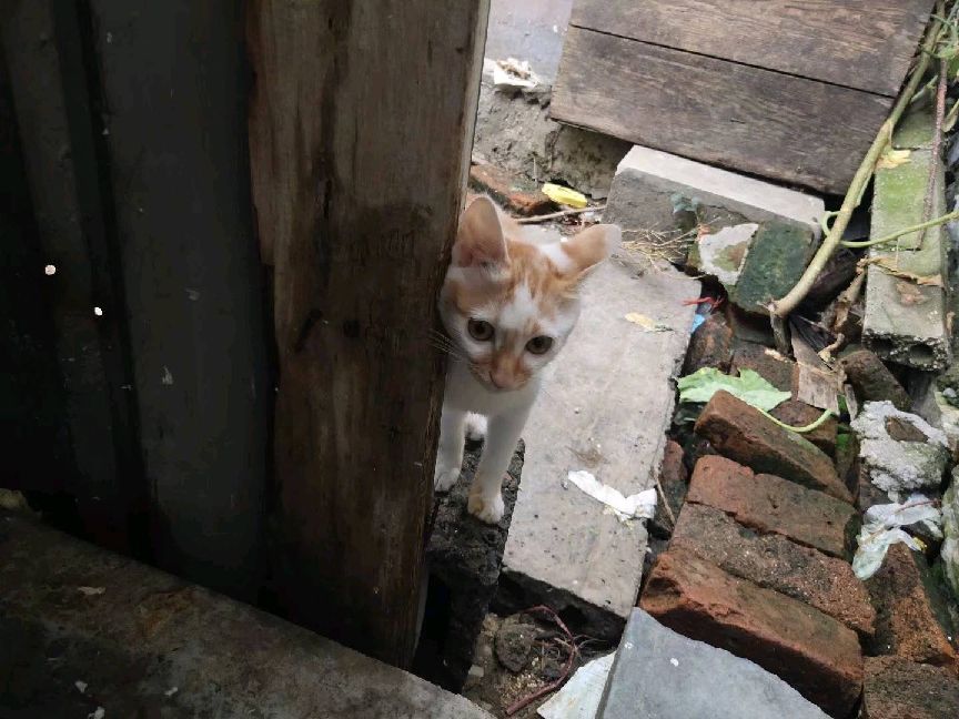 猫图片|宠物猫|猫咪|